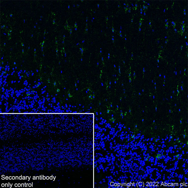 Immunohistochemistry (Frozen sections) - Anti-GJC2 antibody [EPR26419-75] - BSA and Azide free (AB303507), expandable thumbnail