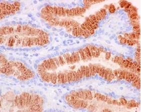 Immunohistochemistry (Formalin/PFA-fixed paraffin-embedded sections) - Anti-GKN2 antibody [EPR15376(B)] (AB184163)