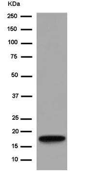 Western blot - Anti-GKN2 antibody [EPR15376(B)] (AB184163)