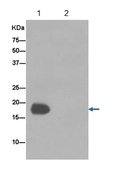 Immunoprecipitation - Anti-GKN2 antibody [EPR15376(B)] - BSA and Azide free (AB250722)