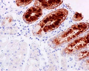 Immunohistochemistry (Formalin/PFA-fixed paraffin-embedded sections) - Anti-GKN2 antibody [EPR15377(B)] - C-terminal (AB188866), expandable thumbnail