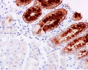Immunohistochemistry (Formalin/PFA-fixed paraffin-embedded sections) - Anti-GKN2 antibody [EPR15377(B)] - C-terminal (AB188866)