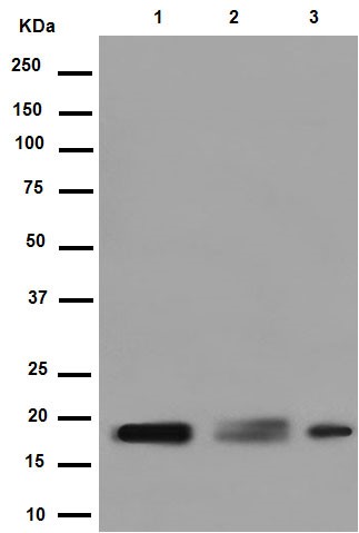 Western blot - Anti-GKN2 antibody [EPR15377(B)] - C-terminal (AB188866), expandable thumbnail