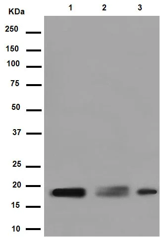 Western blot - Anti-GKN2 antibody [EPR15377(B)] - C-terminal (AB188866)