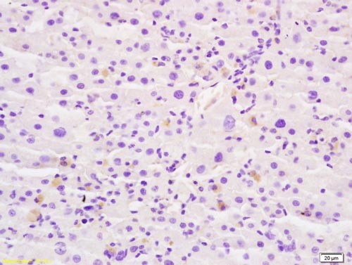 Immunohistochemistry (Formalin/PFA-fixed paraffin-embedded sections) - Anti-GLB1/Beta-galactosidase antibody (AB203749), expandable thumbnail