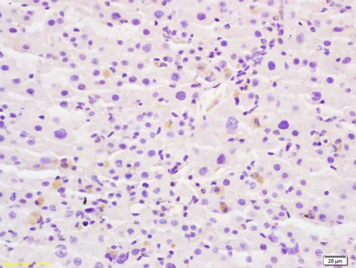 Immunohistochemistry (Formalin/PFA-fixed paraffin-embedded sections) - Anti-GLB1/Beta-galactosidase antibody (AB203749)