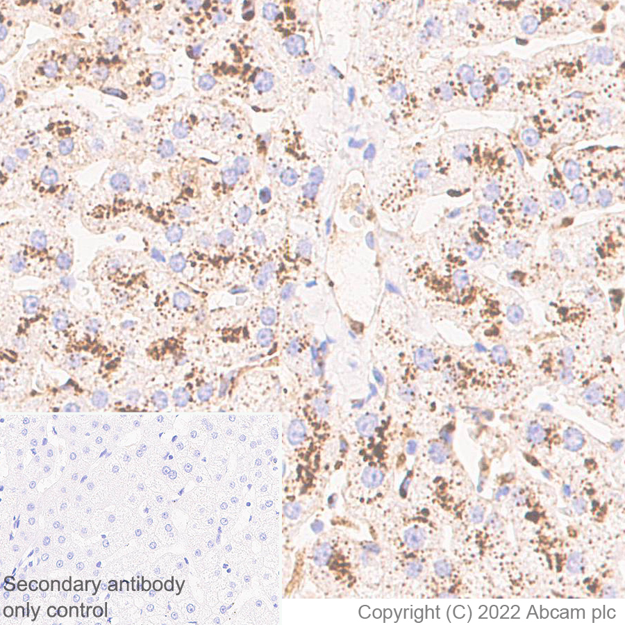 Immunohistochemistry (Formalin/PFA-fixed paraffin-embedded sections) - Anti-GLB1/Beta-galactosidase antibody [EPR26120-76] (ab305174), expandable thumbnail
