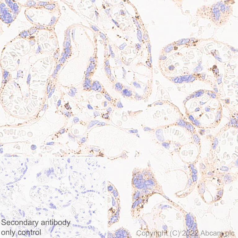 Immunohistochemistry (Formalin/PFA-fixed paraffin-embedded sections) - Anti-GLB1/Beta-galactosidase antibody [EPR26120-76] - BSA and Azide free (AB305175)