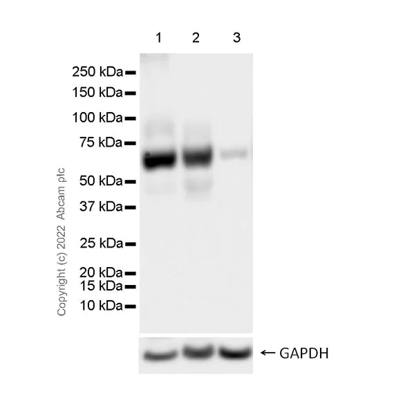Western blot - Anti-GLB1/Beta-galactosidase antibody [EPR26120-76] - BSA and Azide free (AB305175)