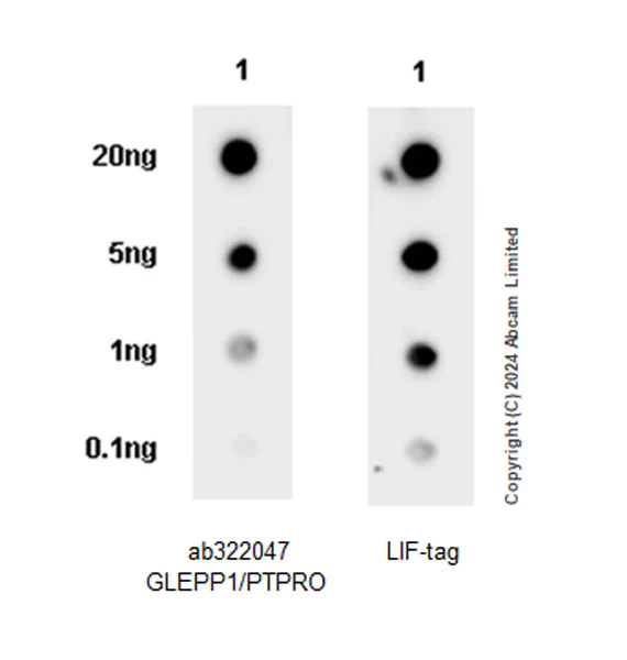 Dot Blot - Anti-GLEPP1/PTPRO antibody [EPR28645-553] (AB322047)