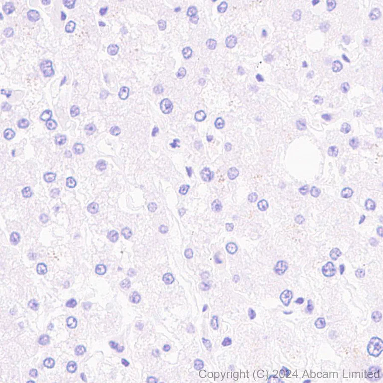 Immunohistochemistry (Formalin/PFA-fixed paraffin-embedded sections) - Anti-GLEPP1/PTPRO antibody [EPR28645-553] (AB322047)