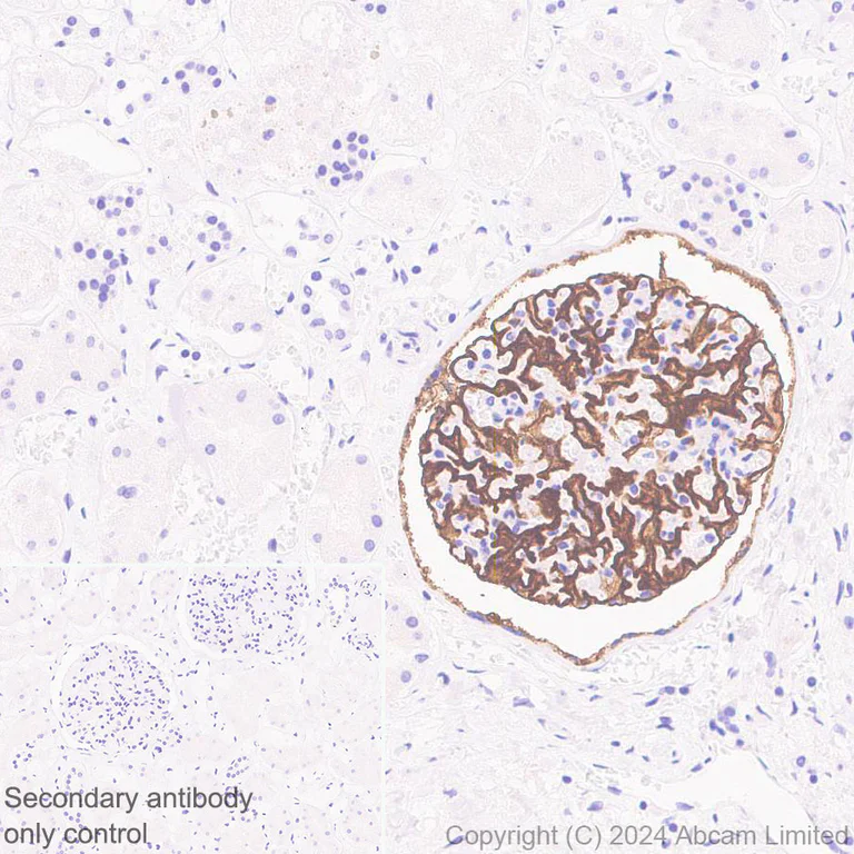 Immunohistochemistry (Formalin/PFA-fixed paraffin-embedded sections) - Anti-GLEPP1/PTPRO antibody [EPR28645-553] (AB322047)