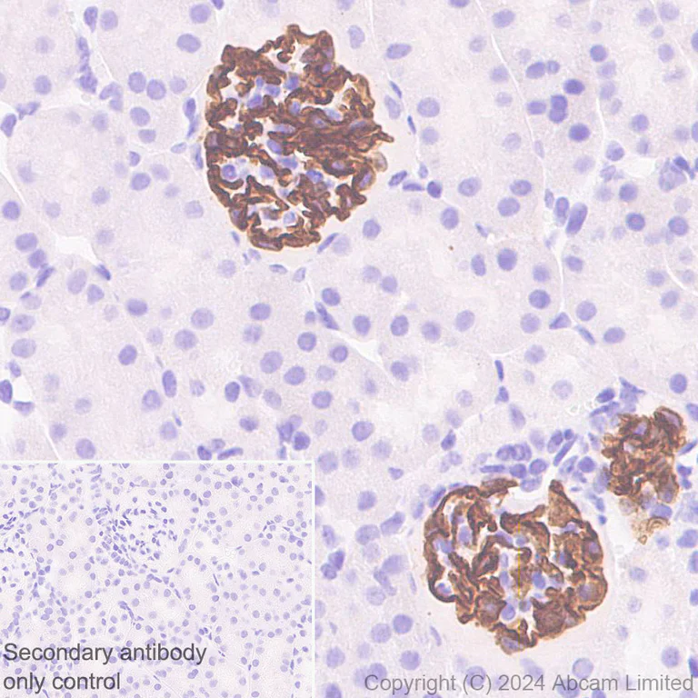 Immunohistochemistry (Formalin/PFA-fixed paraffin-embedded sections) - Anti-GLEPP1/PTPRO antibody [EPR28645-553] (AB322047)