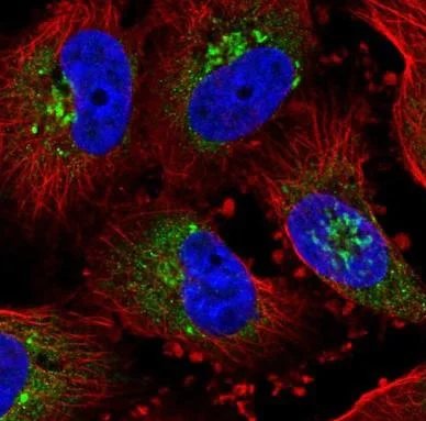 Immunocytochemistry/ Immunofluorescence - Anti-GLG1 antibody (AB224083)