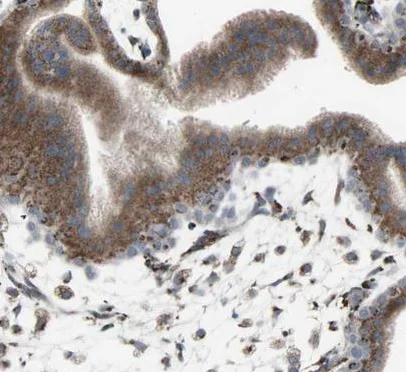 Immunohistochemistry (Formalin/PFA-fixed paraffin-embedded sections) - Anti-GLG1 antibody (AB224083)