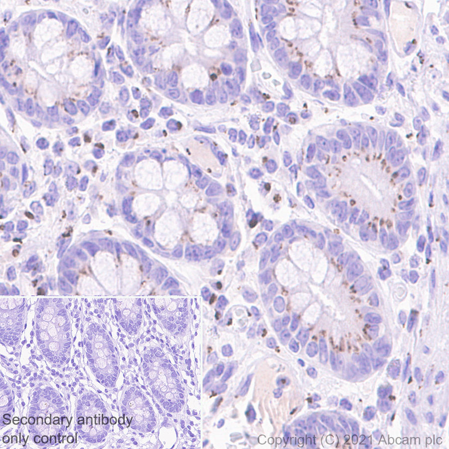 Immunohistochemistry (Formalin/PFA-fixed paraffin-embedded sections) - Anti-GLG1 antibody [EPR24347-15] (AB271182)