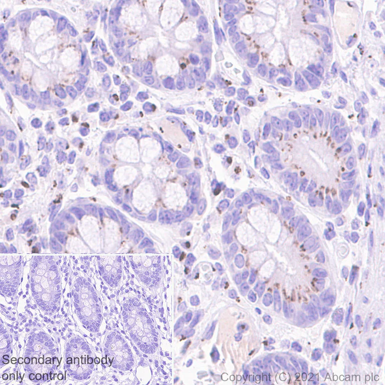 Immunohistochemistry (Formalin/PFA-fixed paraffin-embedded sections) - Anti-GLG1 antibody [EPR24347-15] (AB271182)