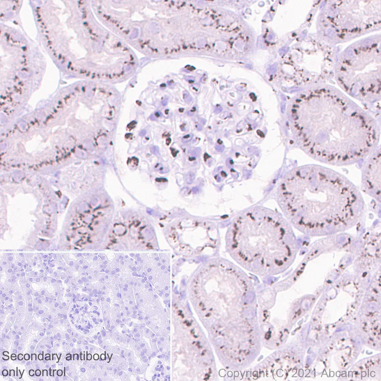 Immunohistochemistry (Formalin/PFA-fixed paraffin-embedded sections) - Anti-GLG1 antibody [EPR24347-15] (AB271182)