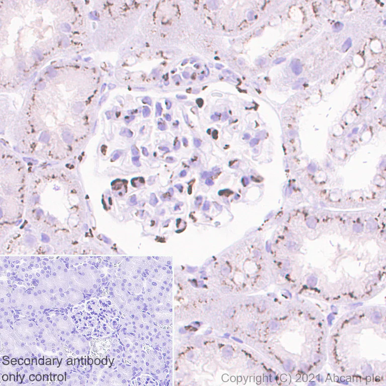 Immunohistochemistry (Formalin/PFA-fixed paraffin-embedded sections) - Anti-GLG1 antibody [EPR24347-15] (AB271182)