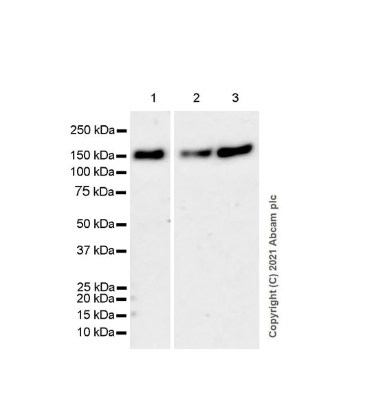 Western blot - Anti-GLG1 antibody [EPR24347-15] (AB271182)