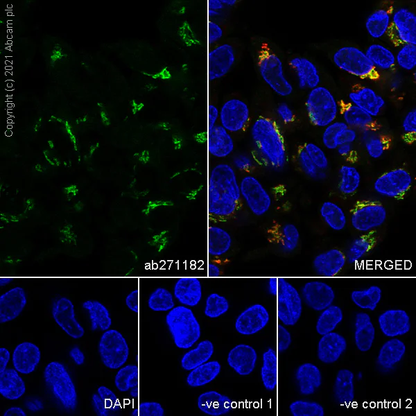 Immunocytochemistry/ Immunofluorescence - Anti-GLG1 antibody [EPR24347-15] - BSA and Azide free (AB282584)