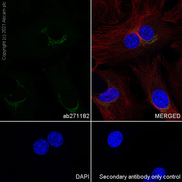 Immunocytochemistry/ Immunofluorescence - Anti-GLG1 antibody [EPR24347-15] - BSA and Azide free (AB282584)