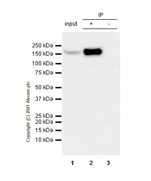 Immunoprecipitation - Anti-GLG1 antibody [EPR24347-15] - BSA and Azide free (AB282584)