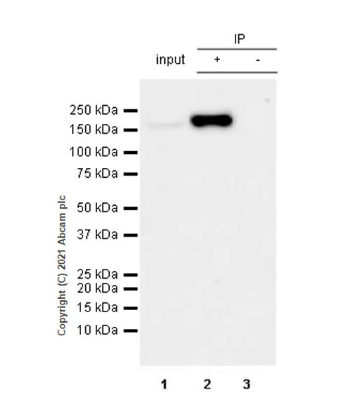 Immunoprecipitation - Anti-GLG1 antibody [EPR24347-15] - BSA and Azide free (AB282584)