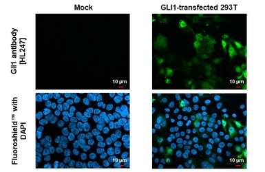 Anti-Gli1 antibody [HL247] - BSA and Azide free (ab289368