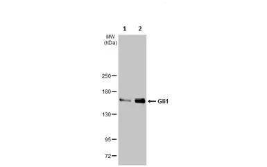 Western blot - Anti-Gli1 antibody [HL247] - BSA and Azide free (AB289368)