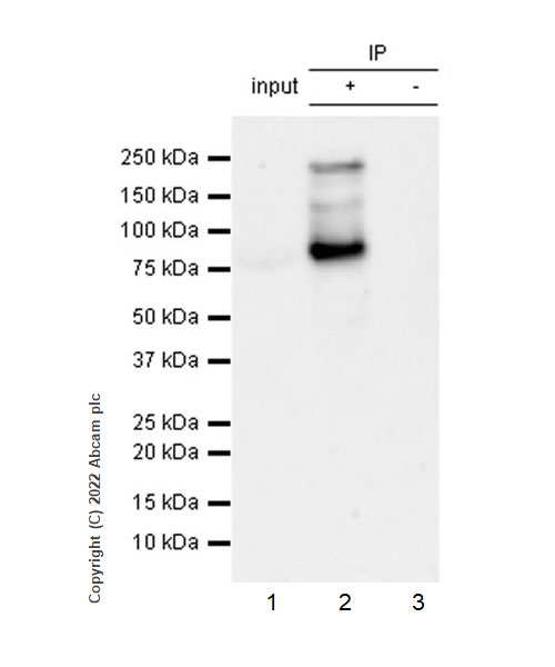 Immunoprecipitation - Anti-Gli3 antibody [EPR26837-58] (AB307714), expandable thumbnail