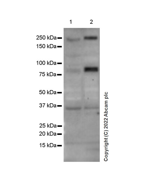 Western blot - Anti-Gli3 antibody [EPR26837-58] (AB307714), expandable thumbnail