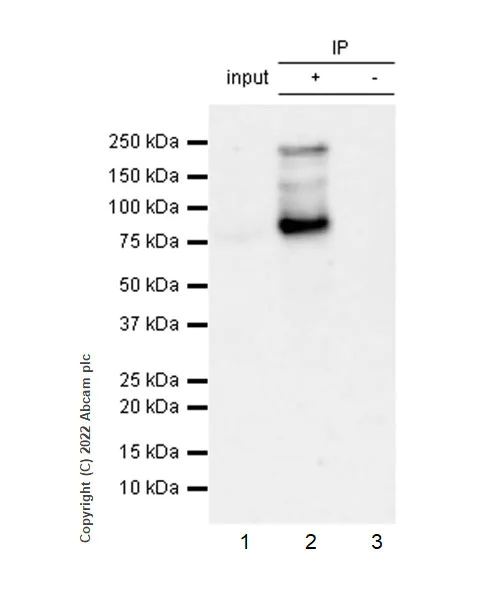 Immunoprecipitation - Anti-Gli3 antibody [EPR26837-58] - BSA and Azide free (AB307715)
