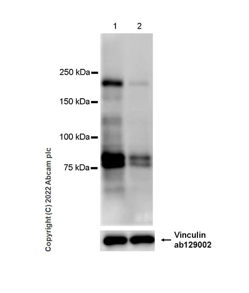 Western blot - Anti-Gli3 antibody [EPR26837-58] - BSA and Azide free (AB307715)