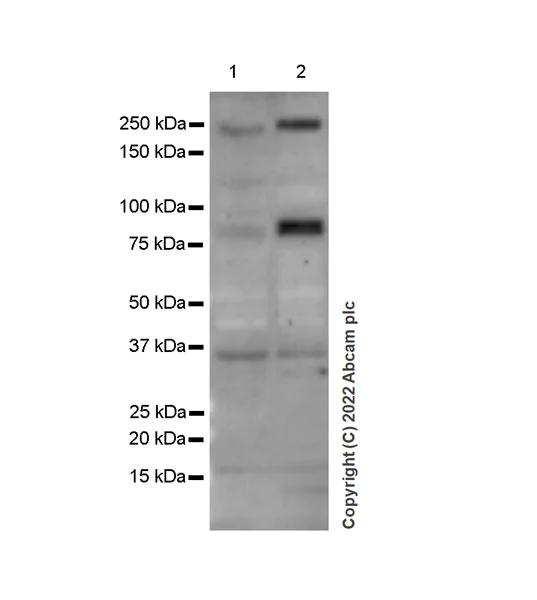Western blot - Anti-Gli3 antibody [EPR26837-58] - BSA and Azide free (AB307715)