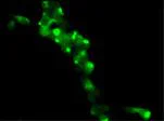Immunocytochemistry/ Immunofluorescence - Anti-Gli3 antibody [EPR4594] (AB181130)