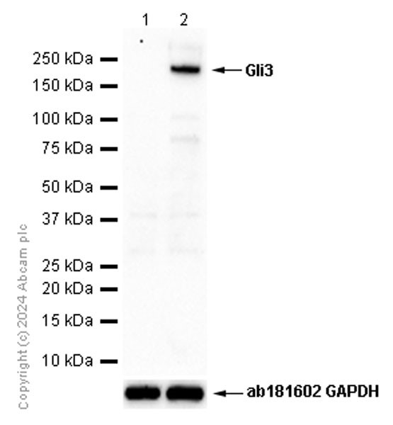 Western blot - Anti-Gli3 antibody [EPR4594] (ab181130), expandable thumbnail