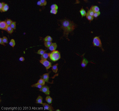 Immunocytochemistry/ Immunofluorescence - Anti-Gliomedin antibody (AB24483), expandable thumbnail