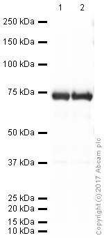 Western blot - Anti-Gliomedin antibody (AB24483), expandable thumbnail