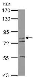 Western blot - Anti-GLIS3 antibody (AB126901)