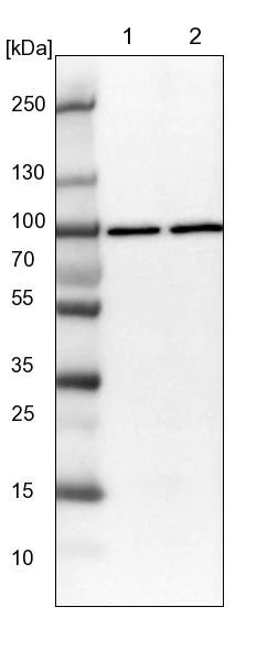 Western blot - Anti-GlnRS antibody (AB252974)
