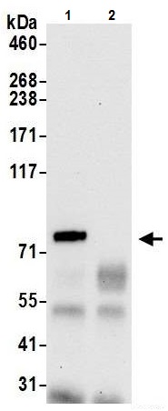 Immunoprecipitation - Anti-GlnRS antibody - C-terminal (AB226296)
