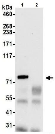 Immunoprecipitation - Anti-GlnRS antibody - C-terminal (AB226296)