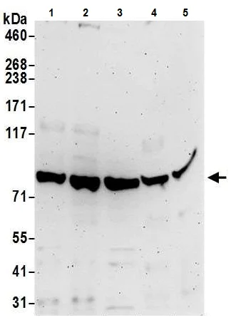 Western blot - Anti-GlnRS antibody - C-terminal (AB226296)