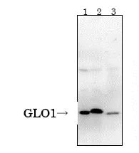 Western blot - Anti-GLO1 antibody [6F10] (AB81461)