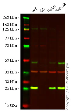 Western blot - Anti-GLO1 antibody [6F10] (AB81461)
