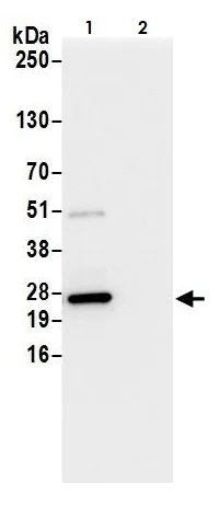 Immunoprecipitation - Anti-GLO1 antibody (AB264389)