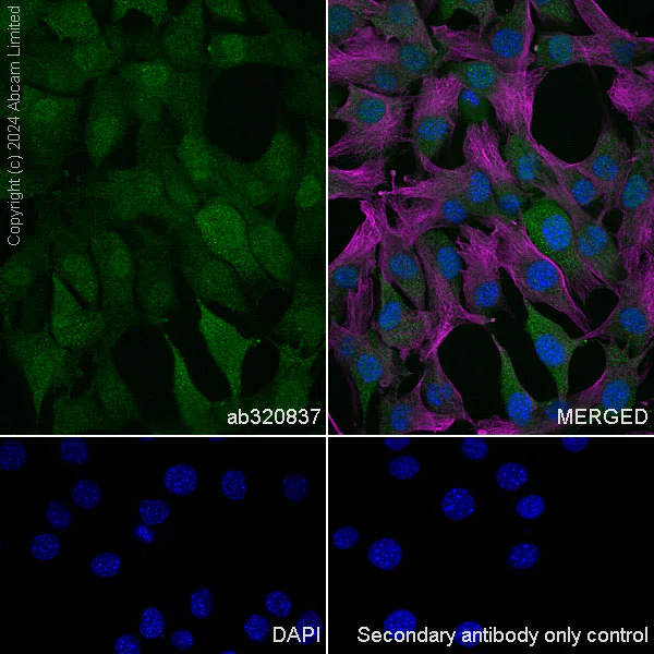 Immunocytochemistry/ Immunofluorescence - Anti-GLO1 antibody [EPR29834-525] (AB320837)