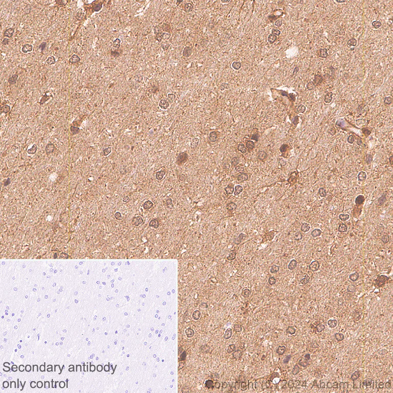 Immunohistochemistry (Formalin/PFA-fixed paraffin-embedded sections) - Anti-GLO1 antibody [EPR29834-525] (AB320837)