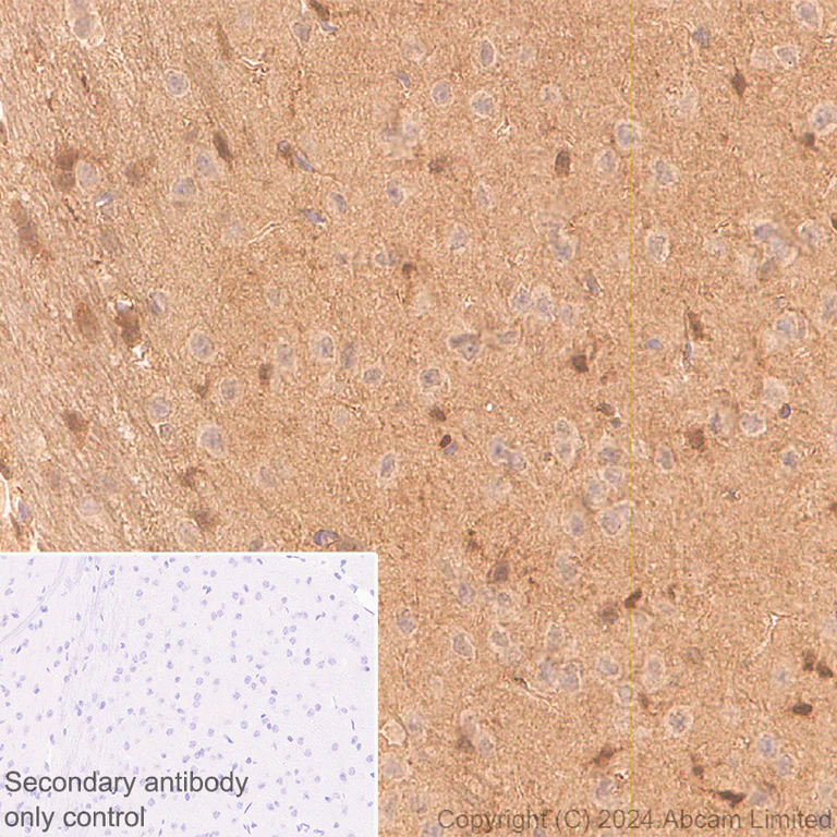 Immunohistochemistry (Formalin/PFA-fixed paraffin-embedded sections) - Anti-GLO1 antibody [EPR29834-525] (AB320837)